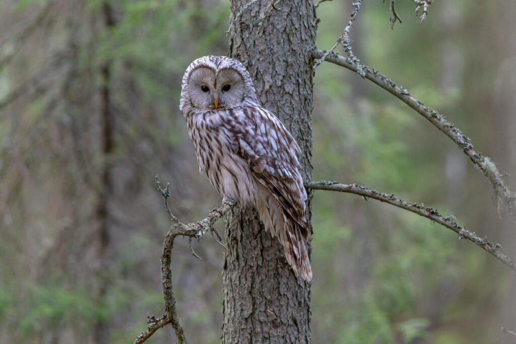 A Ural owl perches on a tree branch, looking directly at the viewer.