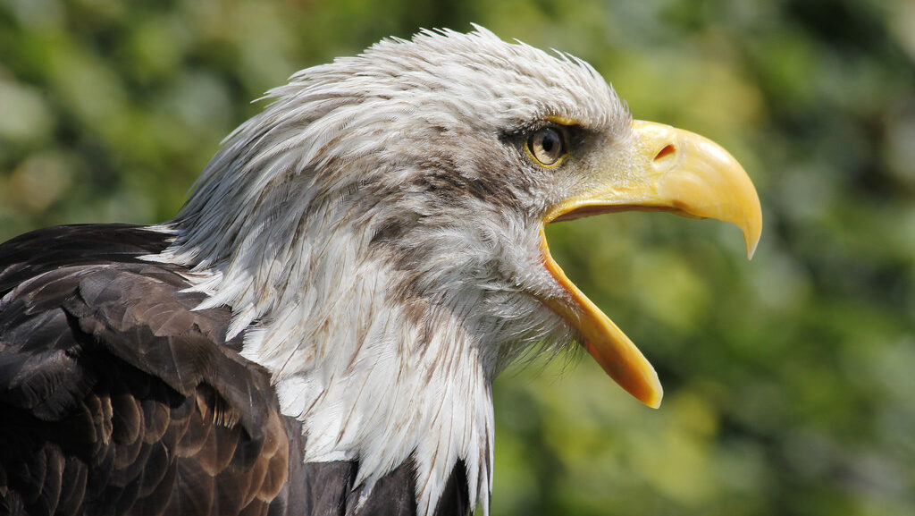Bald Eagle with beak open mid-screech