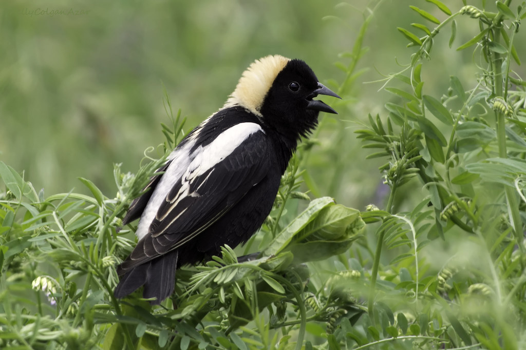A bobolink with black, white, and golden plumage perches among green foliage.