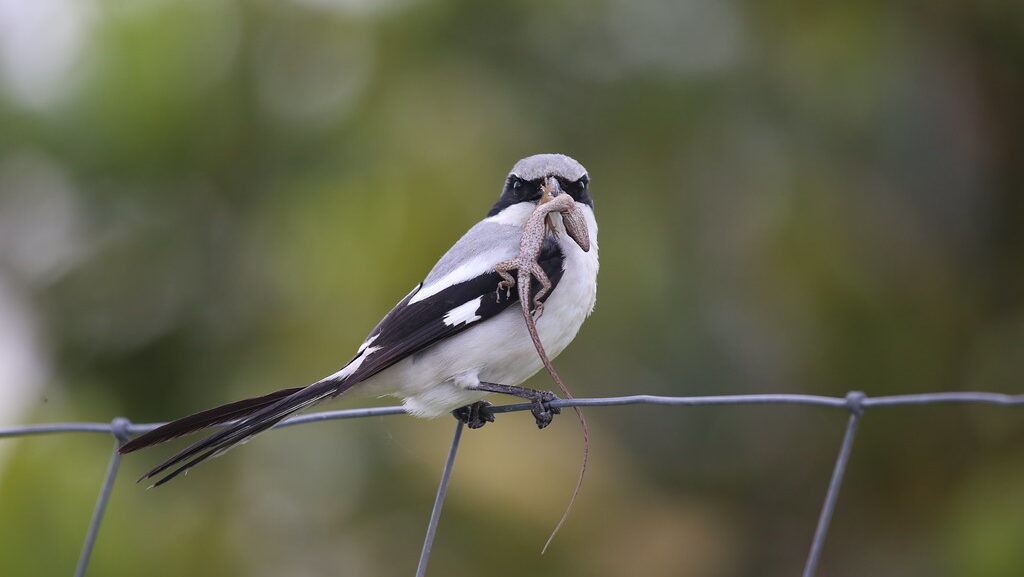 Shrike holding a lizard in its beak