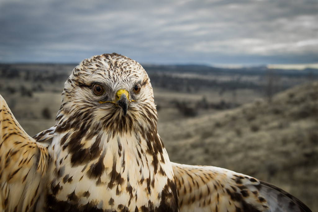 A rough-legged hawk is captured in a close-up, looking directly at the viewer.