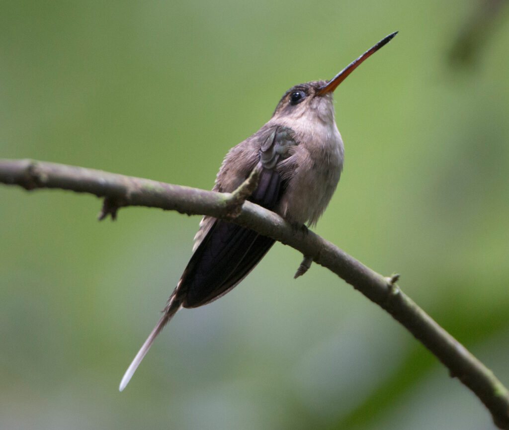 A Hermit hummingbird perches on a branch, showcasing its long, slightly curved beak.