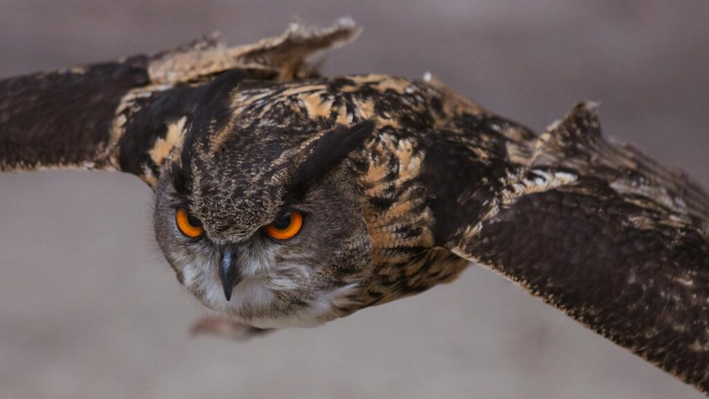 Close-up of a Eurasian Eagle Owl flying with striking orange eyes and extensive wingspan.