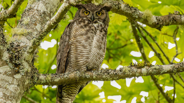 A Great Horned Owl with prominent ear tufts and bright yellow eyes perches on a lichen-covered branch.
