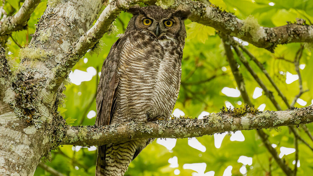 A Great Horned Owl with prominent ear tufts and bright yellow eyes perches on a lichen-covered branch.