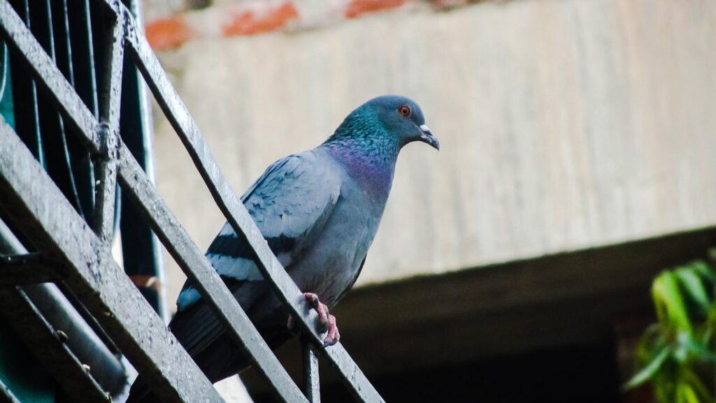 A Feral Pigeon perches on a metal grate, showing its grey and iridescent plumage.