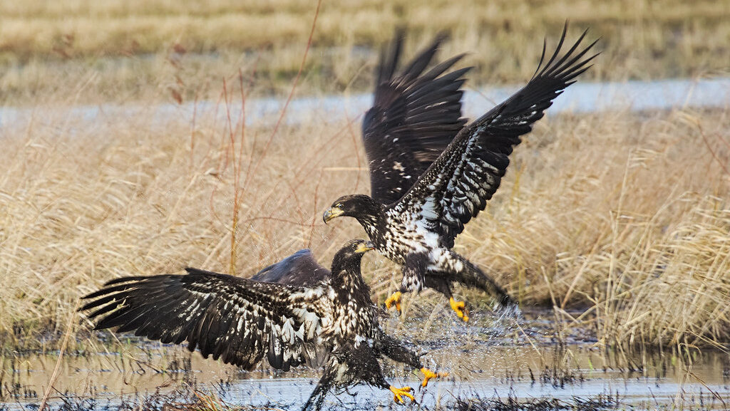 Two juvenile Bald Eagles fighting over food