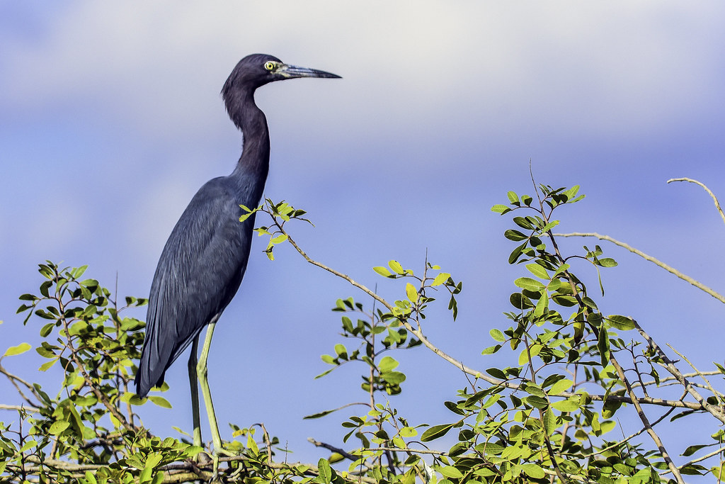 A sleek, dark-feathered little blue heron stands among green leaves against a light blue sky.
