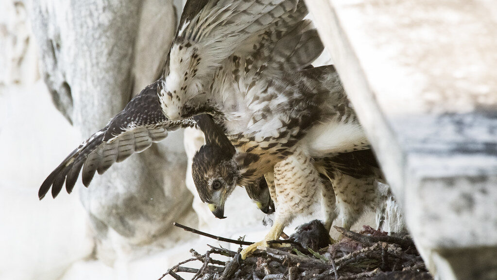 Red-tailed Hawk adding branches to its nest