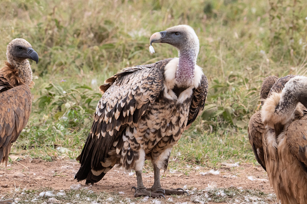 Two Rüppell’s Griffons stand on a rocky outcrop with light brown plumage.