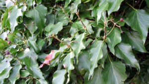 English ivy vines growing vertically