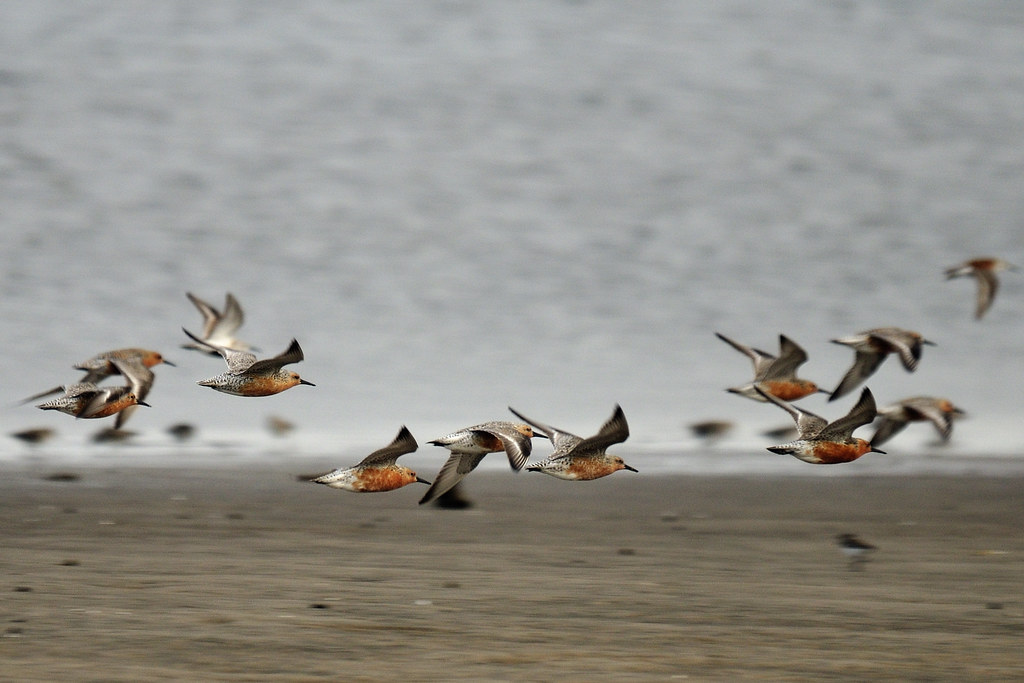 A flock of Red Knots flies low over a sandy beach with the water in the background.
