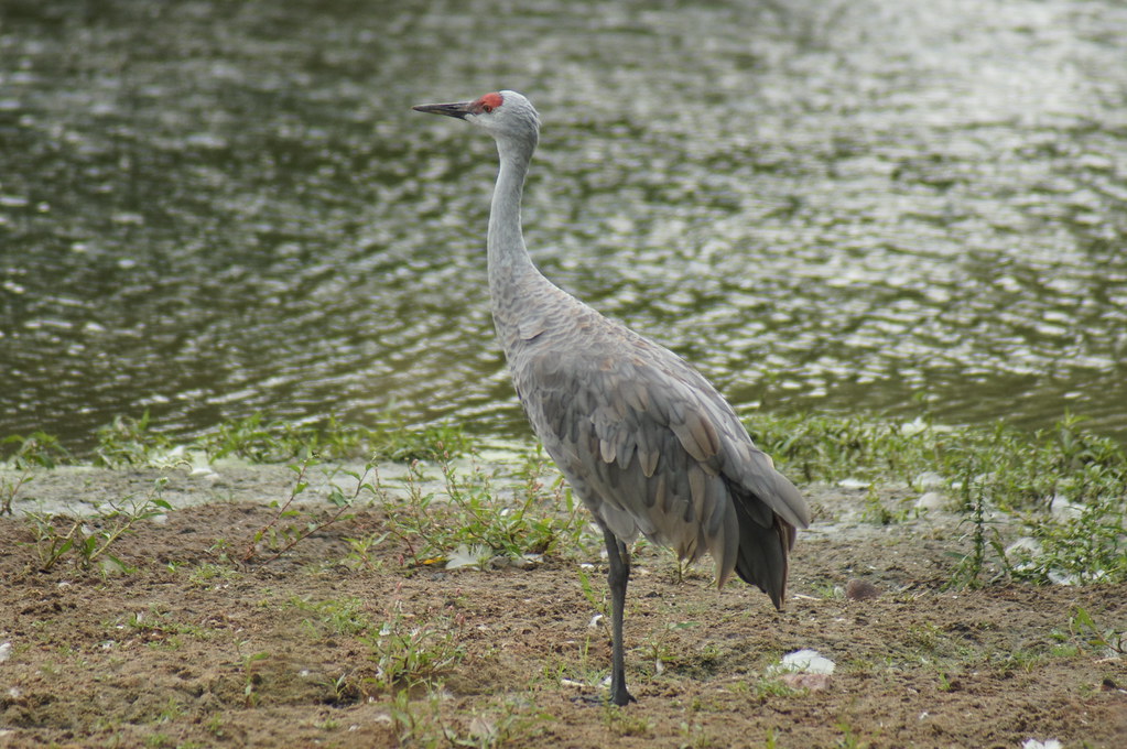A Sandhill Crane with grey feathers and a red head patch stands by water.
