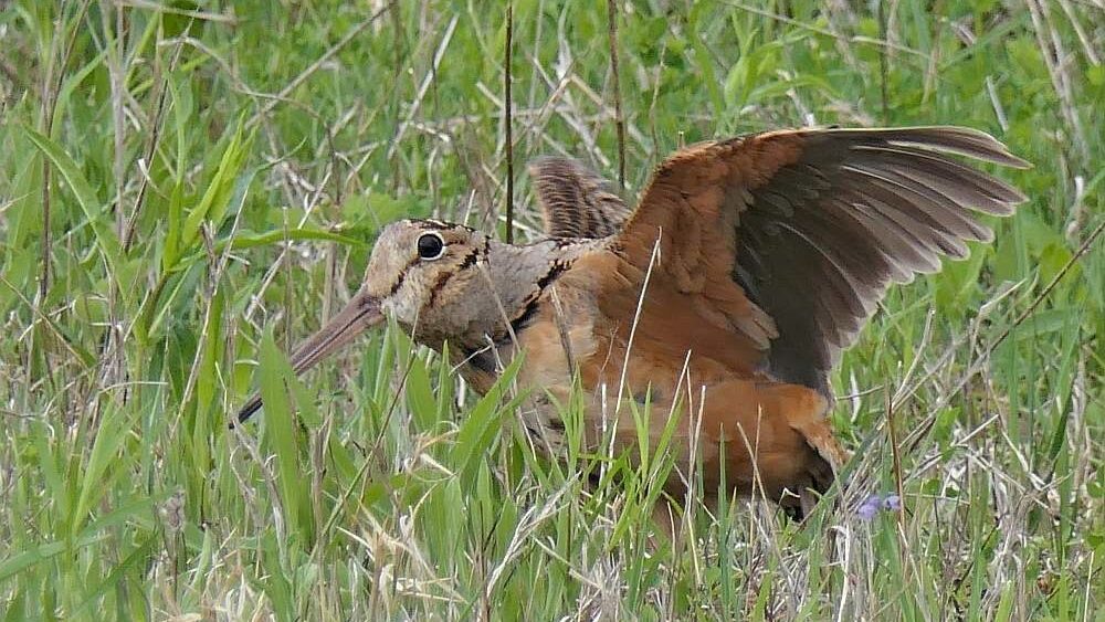 American Woodcock standing on grassy ground with wings lifted