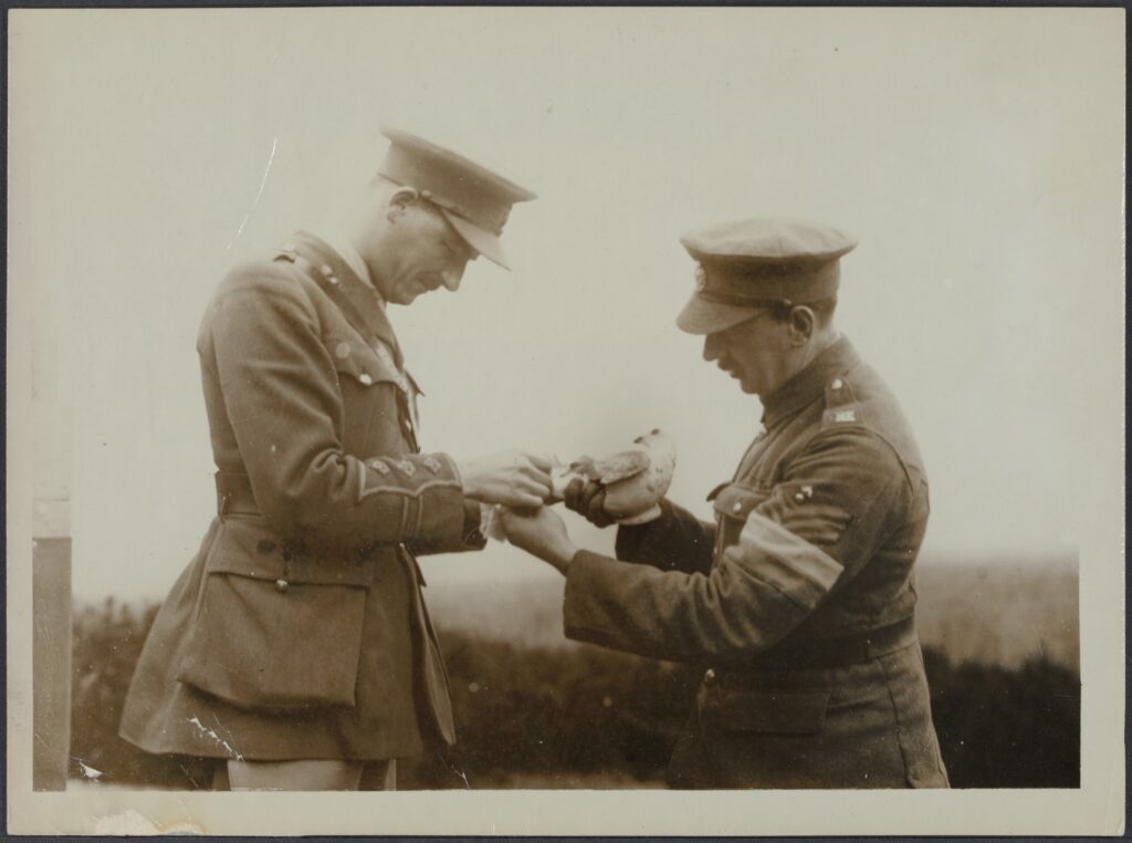 Two soldiers in uniform are handling a pigeon, possibly for message delivery.