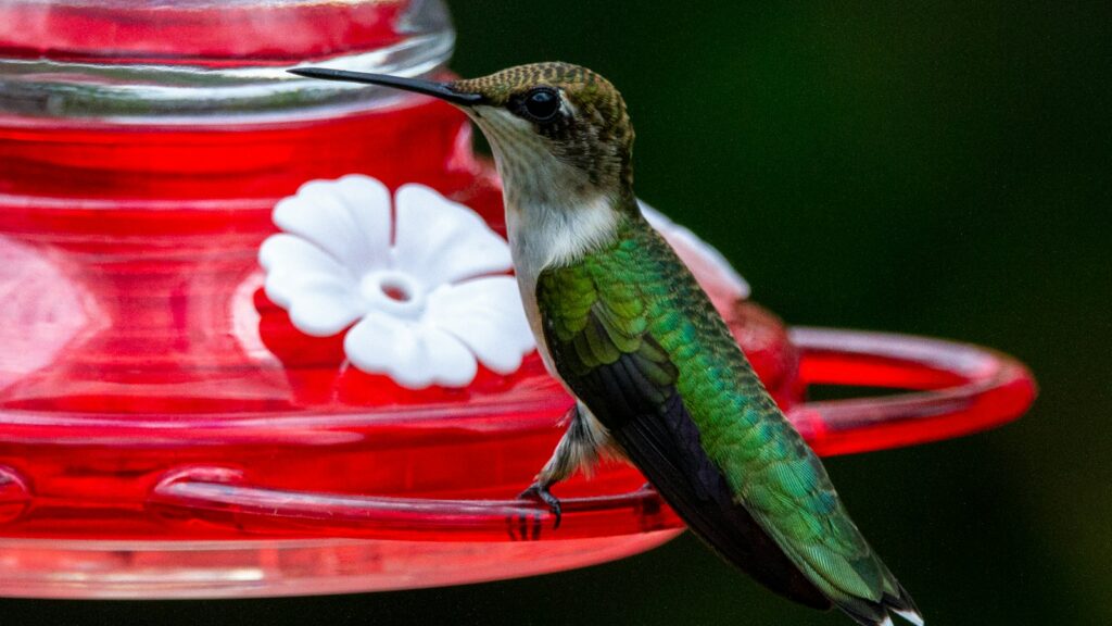 Ruby-throated hummingbird perched on a red nectar feeder