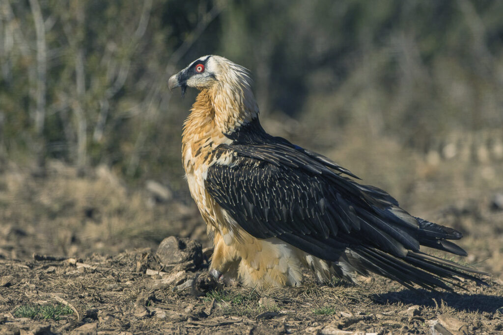 A Bearded Vulture with a pale head, red eye, and orange-brown chest on dry ground.