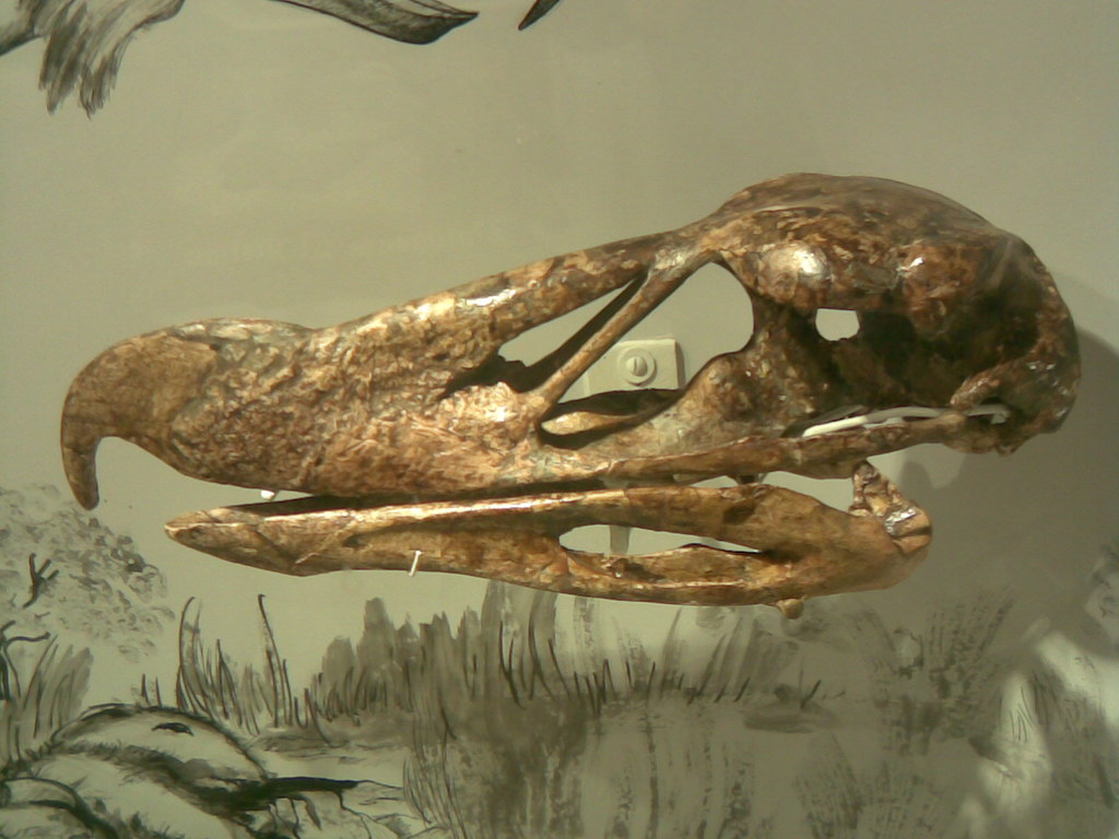 A well-preserved Dodo skull, displaying its distinctive large beak and eye sockets, is on display.