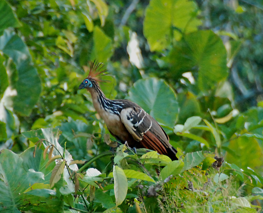 A Hoatzin bird with a spiky crest and blue facial skin sits among green leaves.