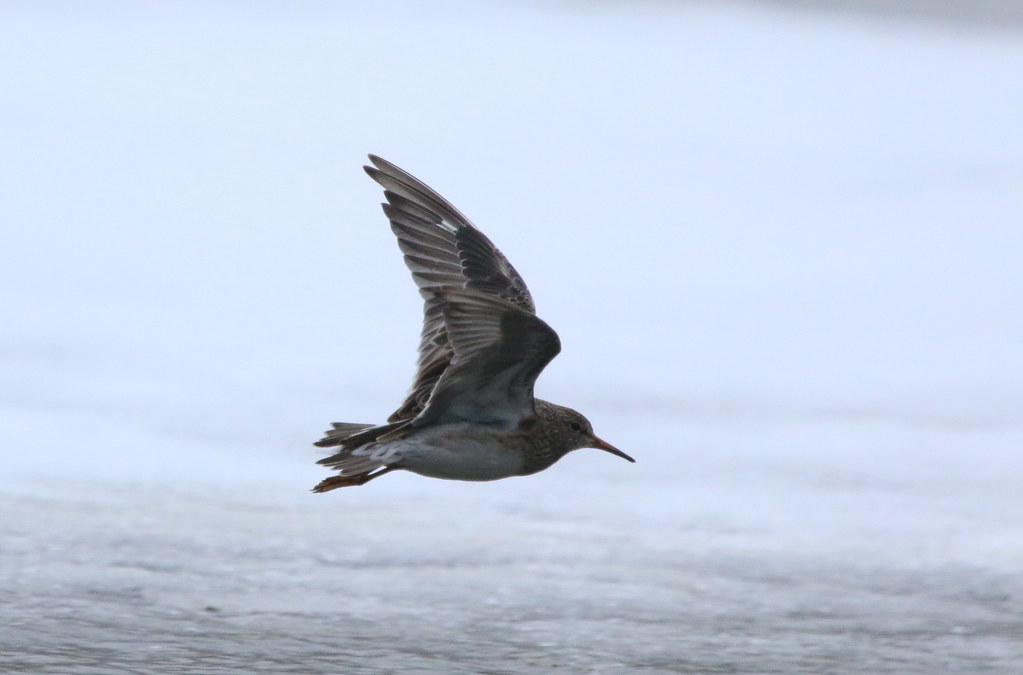 A Purple Sandpiper glides with outstretched wings over calm water.