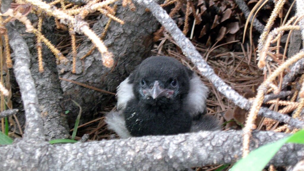 Magpie hiding among twigs and branches in a brush pile