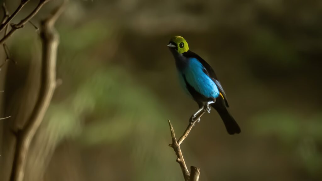 A colorful Paradise Tanager perches on a branch, displaying green, blue, and black plumage.