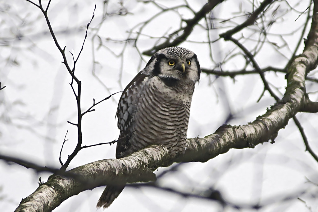 A Northern Hawk-Owl with keen yellow eyes and barred chest feathers perches on a bare branch.
