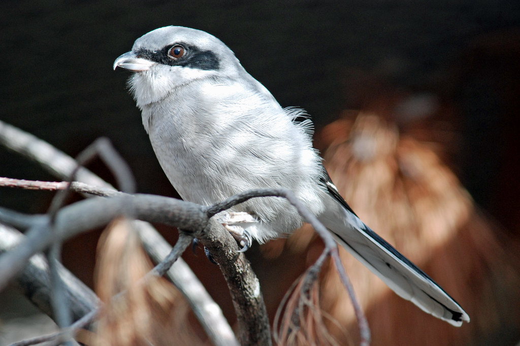 A Loggerhead Shrike perches on a branch, displaying its black mask.