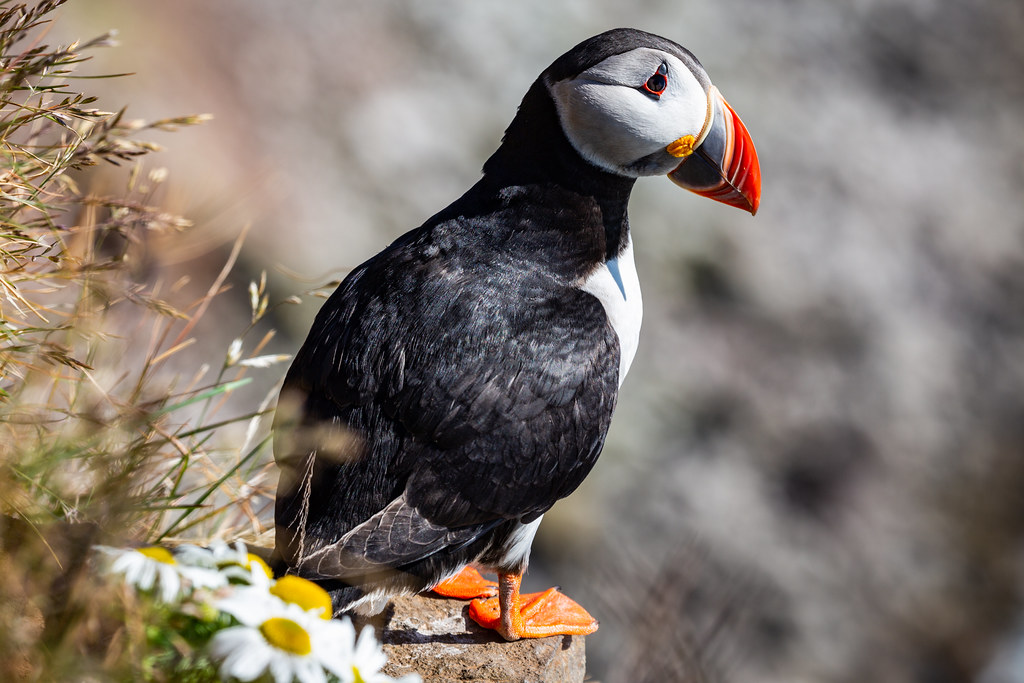 An Atlantic puffin with a colorful beak stands among grass.