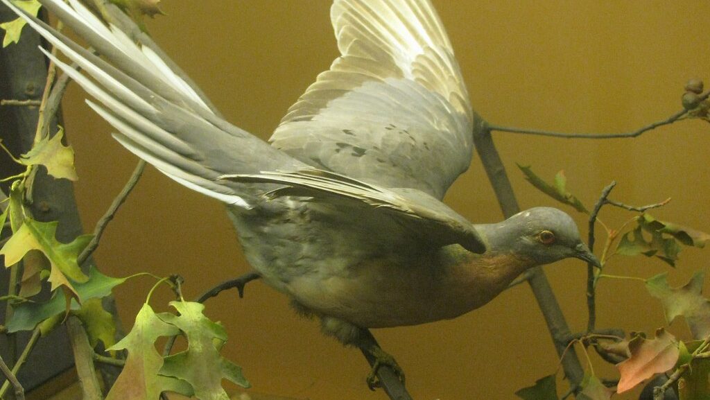 Passenger Pigeon exhibit at the American Museum of Natural History