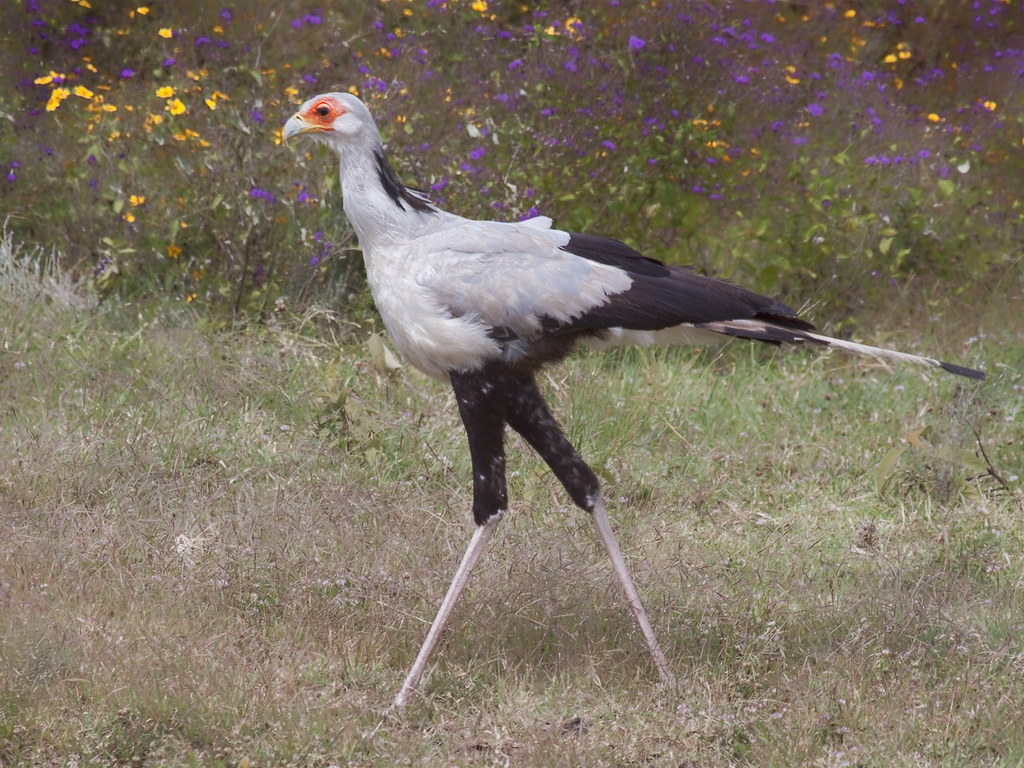 A Secretary Bird walks through a field of green grass and wildflowers.