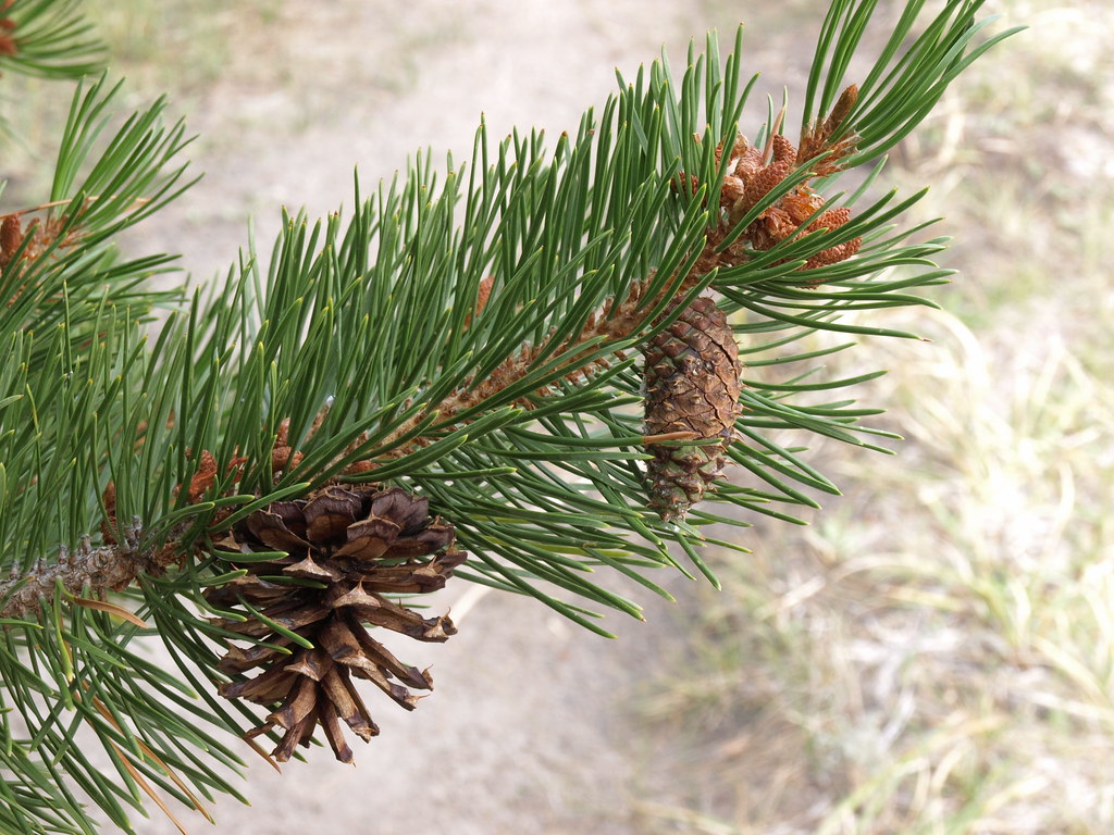 A Lodgepole Pine branch displays green needles and several brown pine cones.