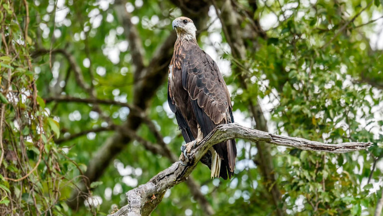 Madagascar Fish-Eagle perched on tree branch