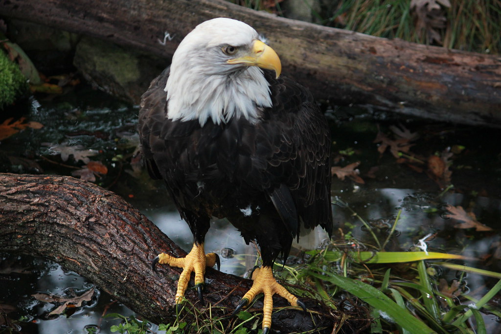 A Bald Eagle stands firmly on a log near water, displaying its distinctive white head and tail.
