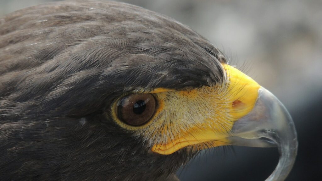 A close-up of a Harris's Hawk's head, showing its dark eye and yellow hooked beak.