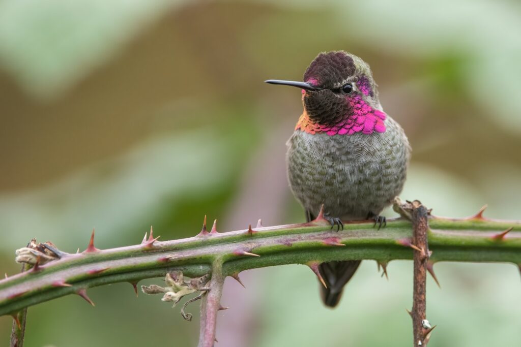 An Anna's Hummingbird with iridescent pink throat feathers perches on a thorny stem.