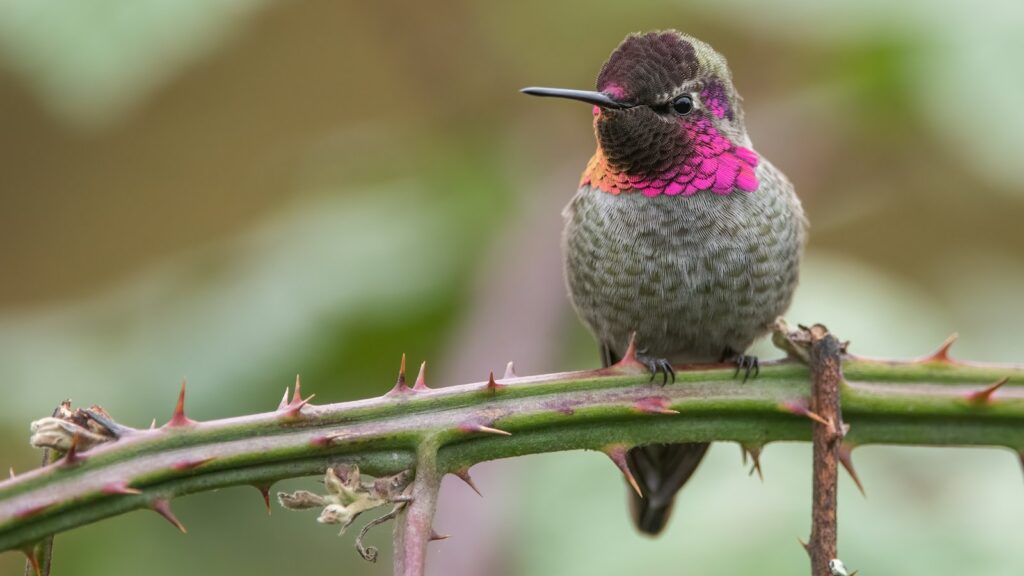 An Anna's Hummingbird with iridescent pink throat feathers perches on a thorny stem.