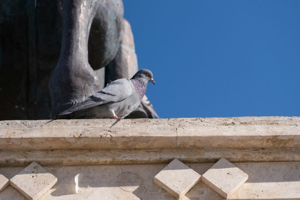 A grey pigeon with iridescent neck feathers perches on a stone ledge.