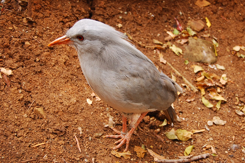 A kagu with light gray plumage, red eyes, and orange legs stands on brown soil.