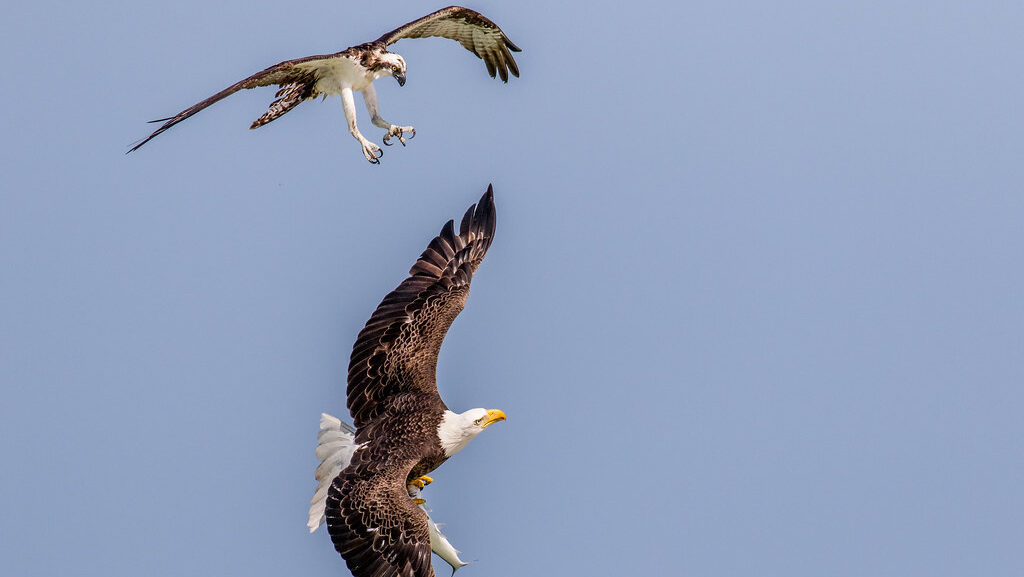 Osprey confronting eagle that stole its fish