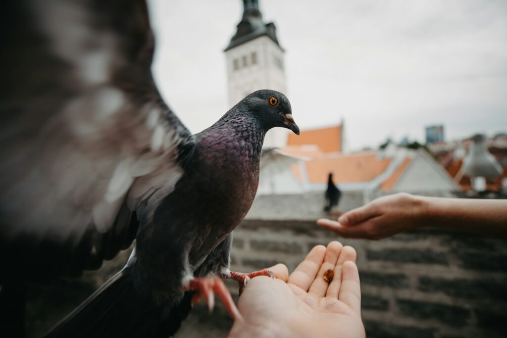 A Feral Pigeon with spread wings lands on an outstretched hand holding food.