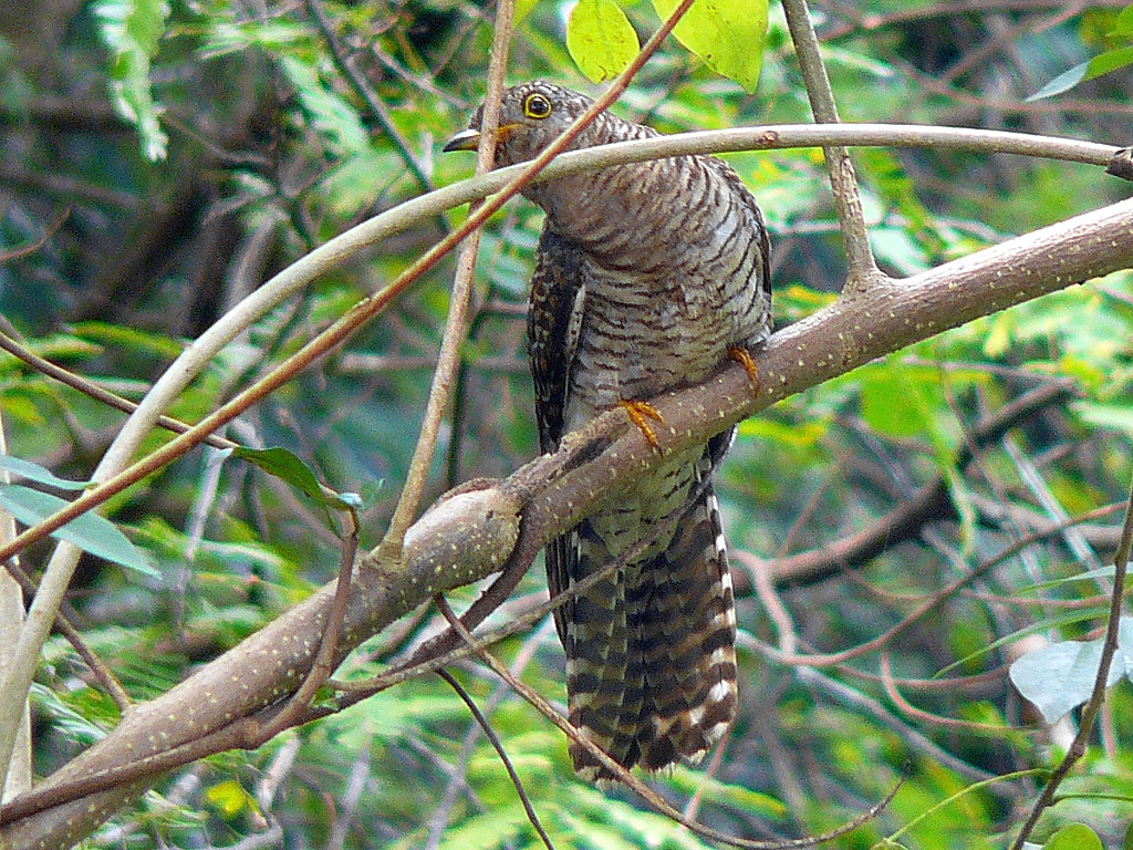An Indian cuckoo with barred plumage perches on a branch amidst green foliage.