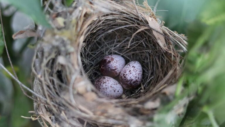 Spotted bird nest nestled among green foliage