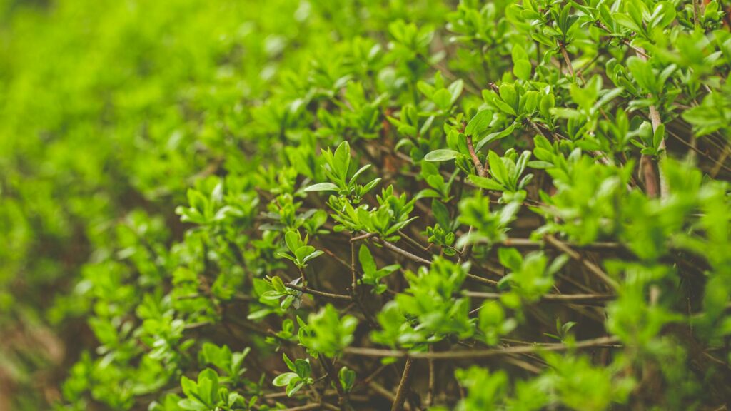 Close-up of fresh green leaves on a dense shrub