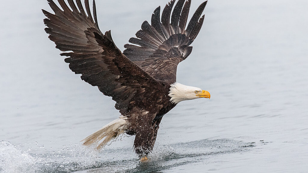 A bald eagle lifts off from the water, its powerful wings creating a splash.