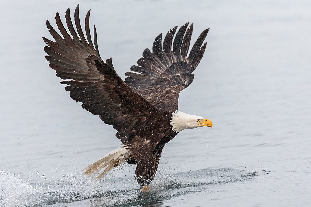 A bald eagle lifts off from the water, its powerful wings creating a splash.