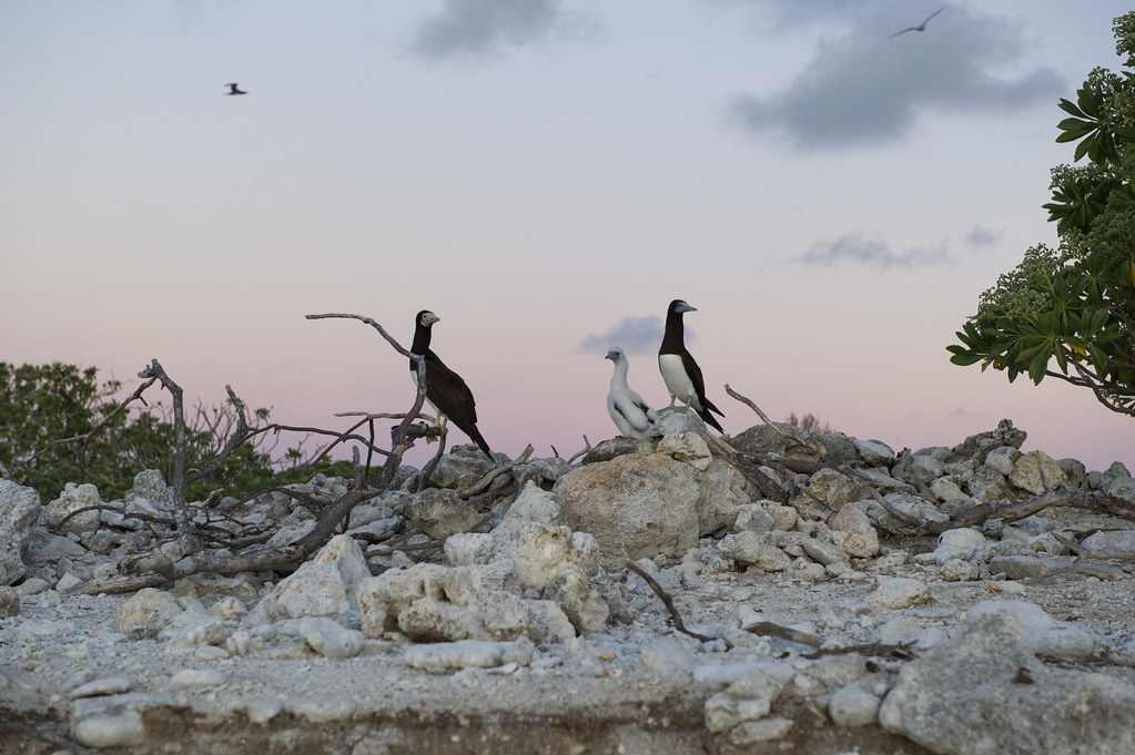 Brown Boobies perch on rocky terrain with a soft pink sky at dusk.