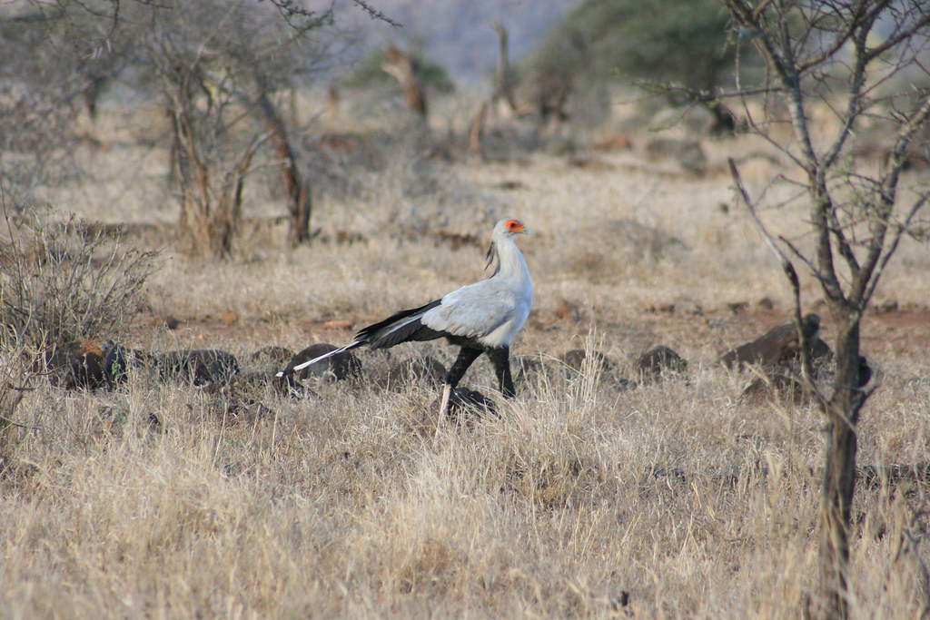 A Secretarybird walks across dry, sparse terrain, showing its distinctive features.