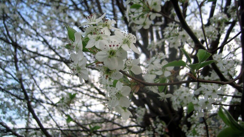 Close-up of white Bradford Pear blossoms