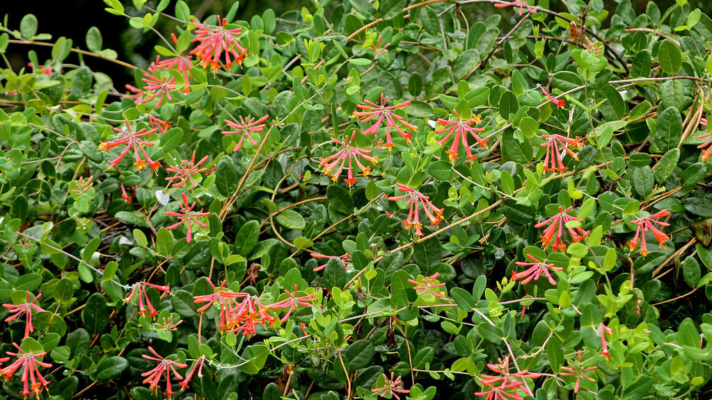 Coral honeysuckle plant in a home garden